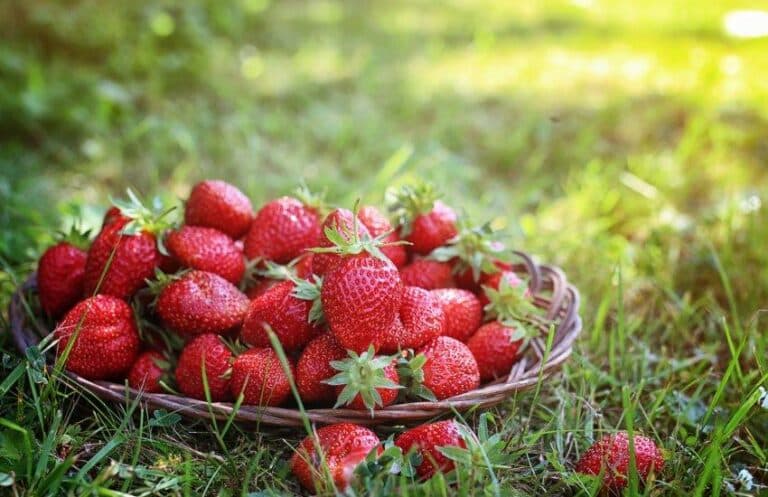 Не підживите в ці дати — втратите врожай! Мій календар догляду за полуницею, який збільшує врожай у 2 рази