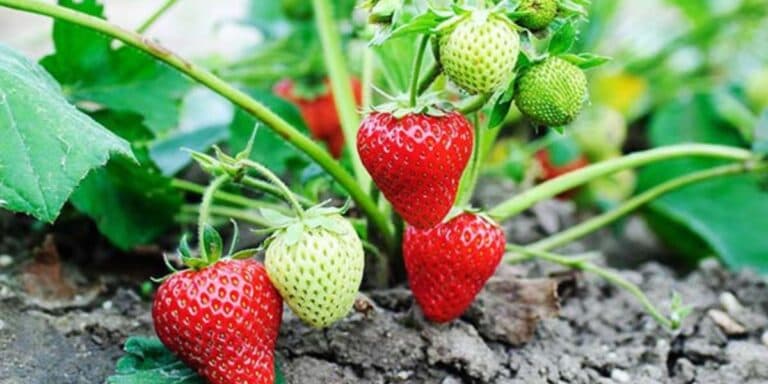 Чим обприскати полуницю навесні, щоб мати великий урожай. Ділюся своїм досвідом