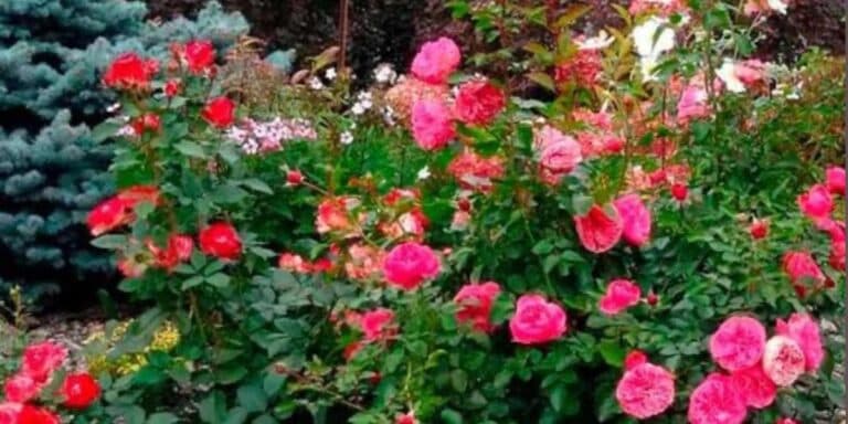 Посадила й розчарувалась! Найгірші та найкращі “сусіди” для троянд на клумбі