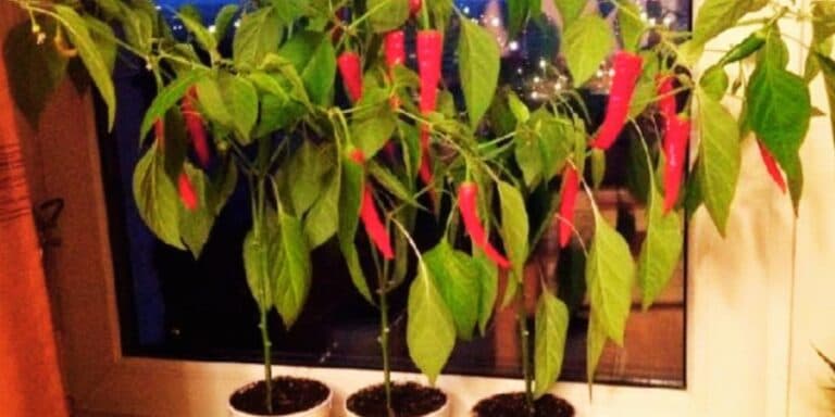 Гіркий перець на підвіконні: розказую, як отримати великий врожай, ще й заробити