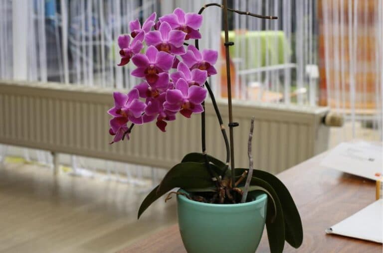 Моя орхідея випустила в 5 разів більше квітконосів. 100% натуральним підживленням ділюся з вами