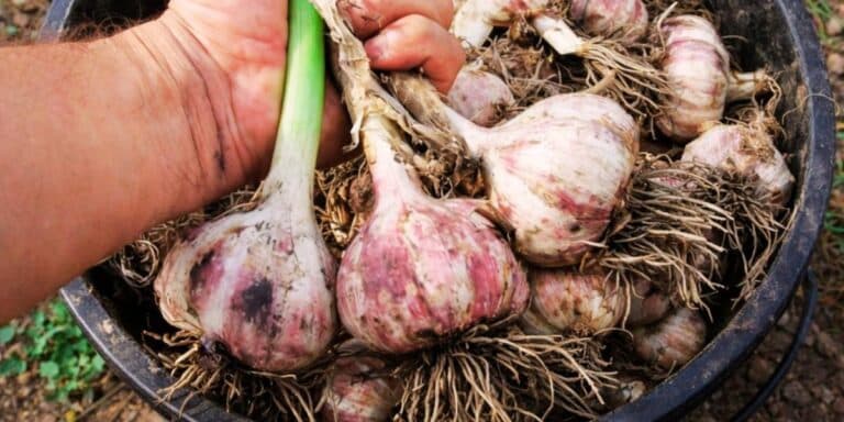 Сусід відкрив секрет: чим підживити часник для великого врожаю. Ділюся з вами