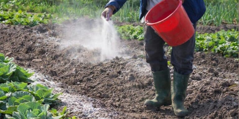 Чим посипати город навесні, щоб забути про бур’яни. Перевірив на власному досвіді