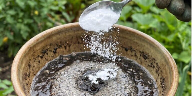 Копійчаний засіб із кухні, від якого помідори та огірочки ростуть як на дріжджах