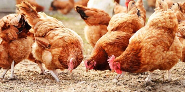 Забудьте про дорогі добавки: як одна рослина замінює вітаміни для курей і покращує яйця