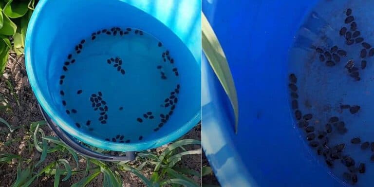 Сині відра – простий, але дієвий трюк, який вбереже від шкідників!