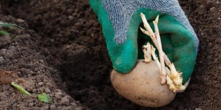 Посадила картоплю по-новому — і врожай здивував. Ділюся своїм досвідом
