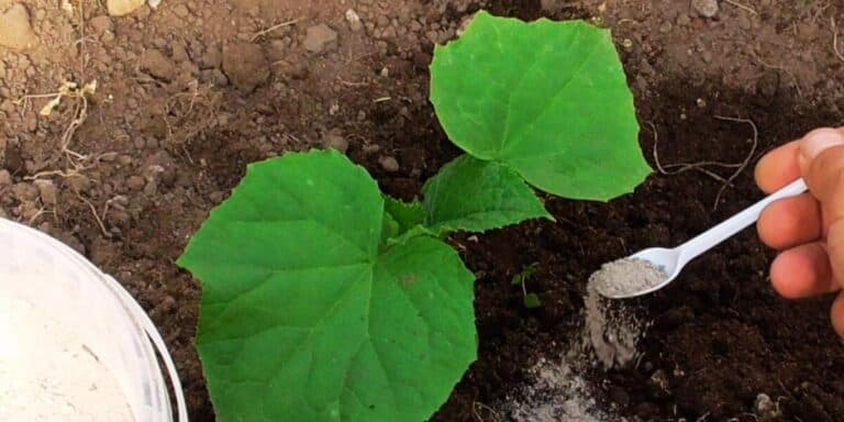 Підсипаю це під огірочки, а потім збираю щодня по відру. Ділюся досвідом