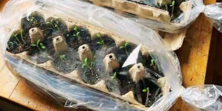 Розсада без теплиці: ділюся бюджетним методом і підживленням для швидкого результату