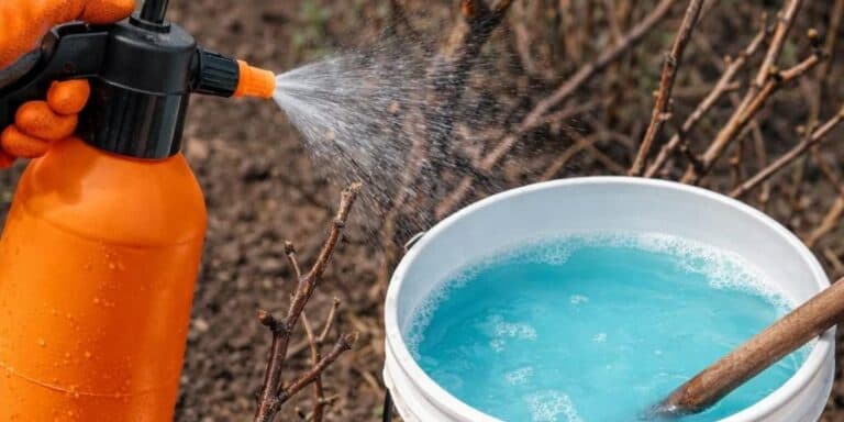 Чим обробити виноград навесні: 7 препаратів, які реально працюють. Ділюся своїм досвідом