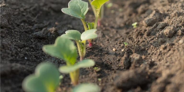 Квітень: що посіяти у відкритий у ґрунт? Ділюся власним досвідом