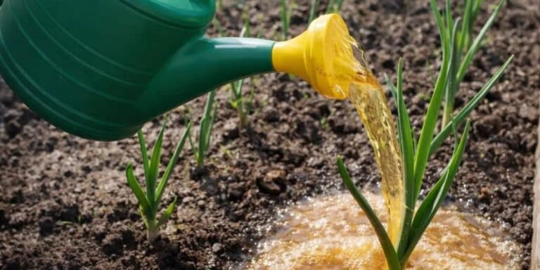 Жовтіє часник? Я врятувала свій урожай простим способом