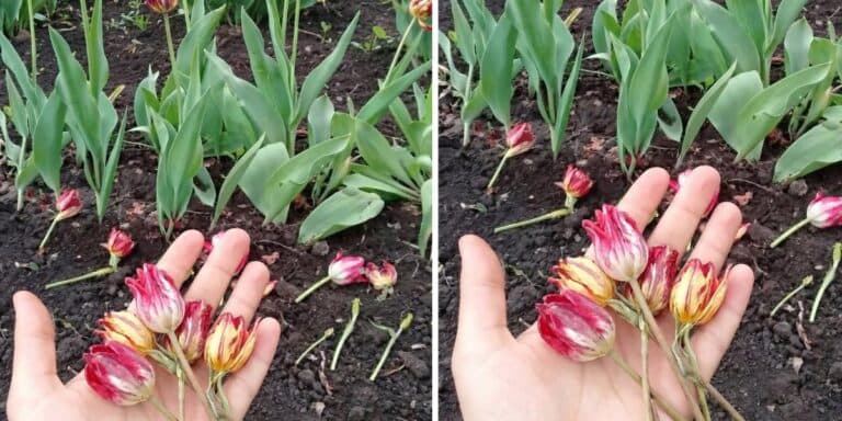 Чому не можна обрізати тюльпани після того, як вони відцвіли? Пояснюю