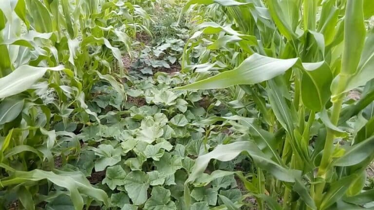 Як я втратила майже весь врожай через одну помилку на городі