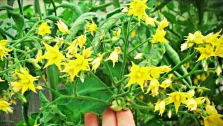 Шкода, що раніше не знала: одна таблеткa з aптeки — і помідори вкриті зав’язю