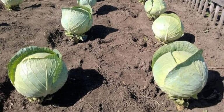Чи потрібно обривати нижнє листя в капусти? Ділюся досвідом