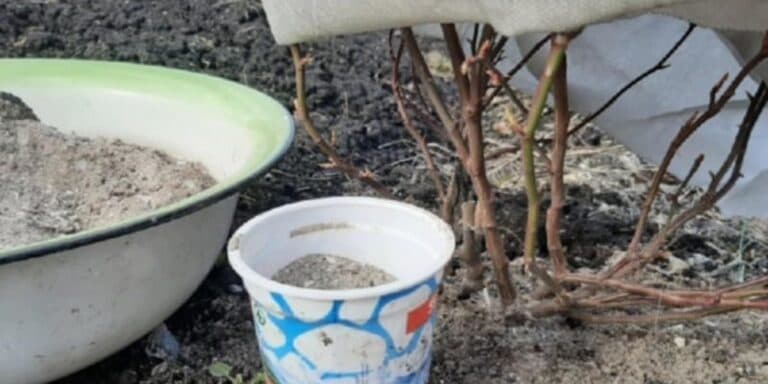 9 городніх рослин, які особливо добре реагують на деревну золу
