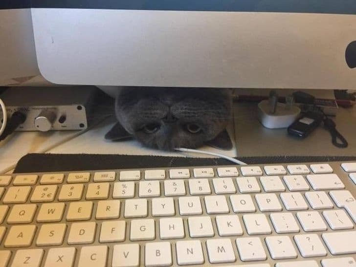 20+ котів-злочинців, яких ми вже пробачили