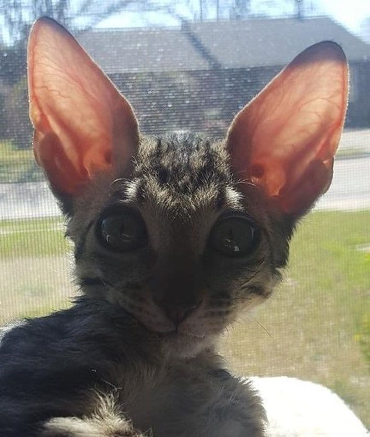 Вчені довели, що розглядання милих фотографій може поліпшити особисте життя. І ось 25 «покращувачів»