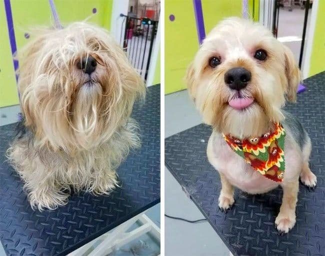 15 прикладів чарівного перетворення собак після весняної стрижки