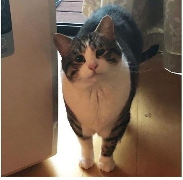 18 доказів того, що в світі тварин теж є місце гостросюжетній драмі