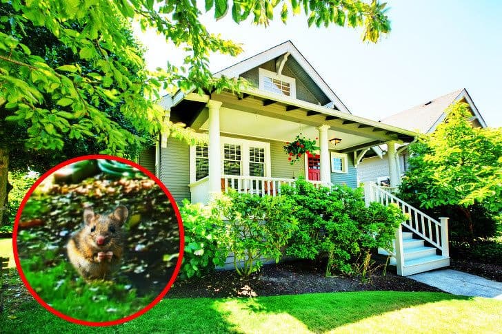 13 прикладів того, як тварини бачать світ