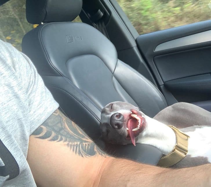 17 доказів того, що щастя можна вимірювати в собаках