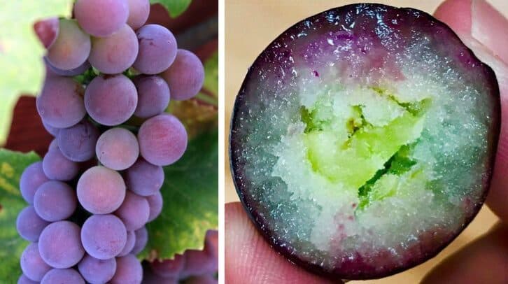 19 фото, які покажуть, як виглядають звичайні предмети в розрізі