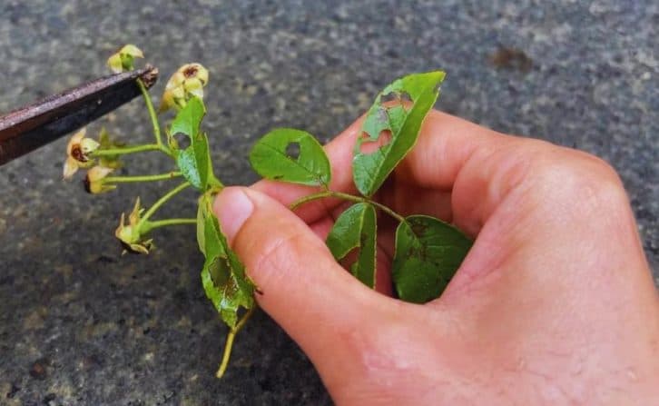 Ефективний спосіб розмноження троянд. Мало хто використовує, а дарма