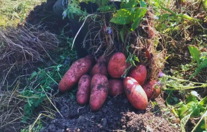 По 2 цебра з одного куща! Сестра посадила відро картоплі, а викопала 22
