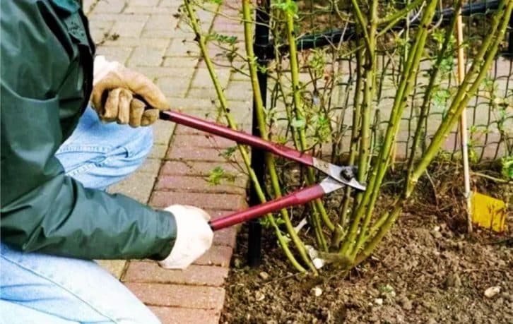 1-а обрізка троянд у 2024. Коли робити це правильно і коли проводити