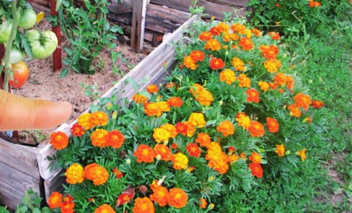 3 причини посадити чорнобривці на ділянці. Коли та як їх потрібно сіяти цього року