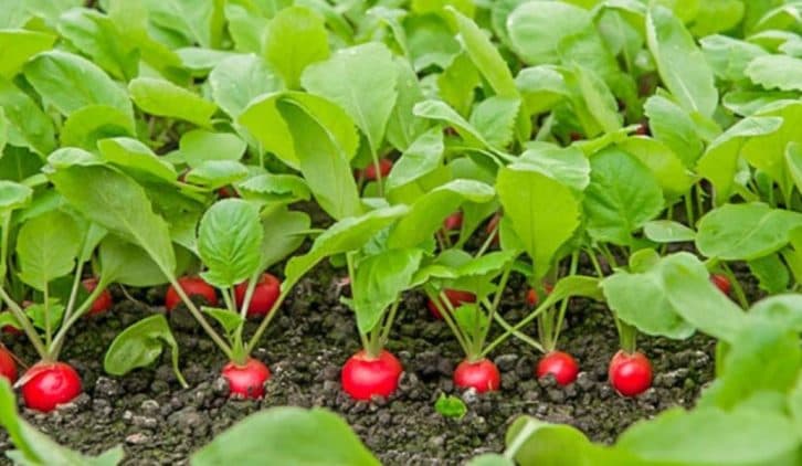 Як отримати ранній урожай редиски: 5 важливих моментів