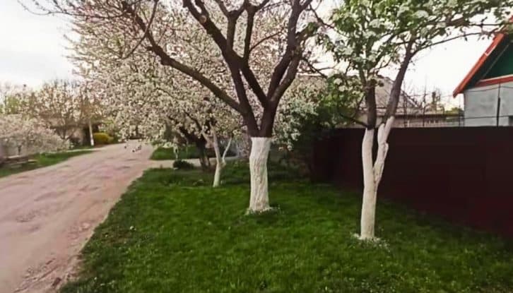 Хитрий лайфхак від садівника: побілив дерева 1 раз і забув