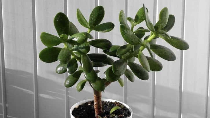 Підживлення грошового дерева в лютому: рослина зацвіте і буде міцною