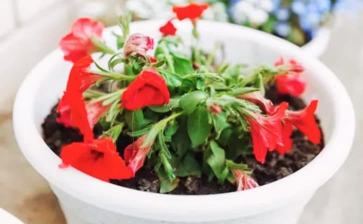 Розчиняю трохи засобу в літрі води для поливу і оживає навіть саму хирляву квітку