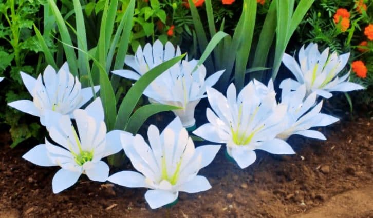 Шикарний садовий декор із білих пластикових пляшок