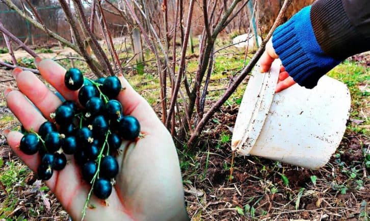 Смородина у мене росте розміром із вишню.  Допомагає недороге підживлення