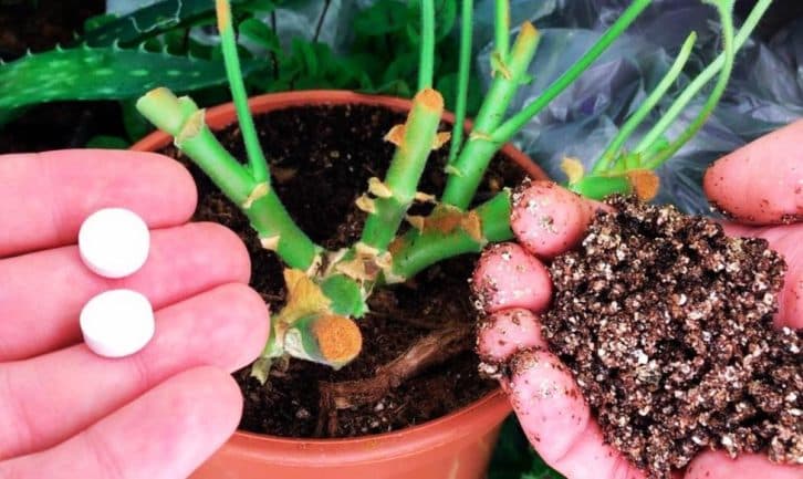 З неживої палиці в шикарну квітку. Повертаємо пеларгонію (герань) до життя