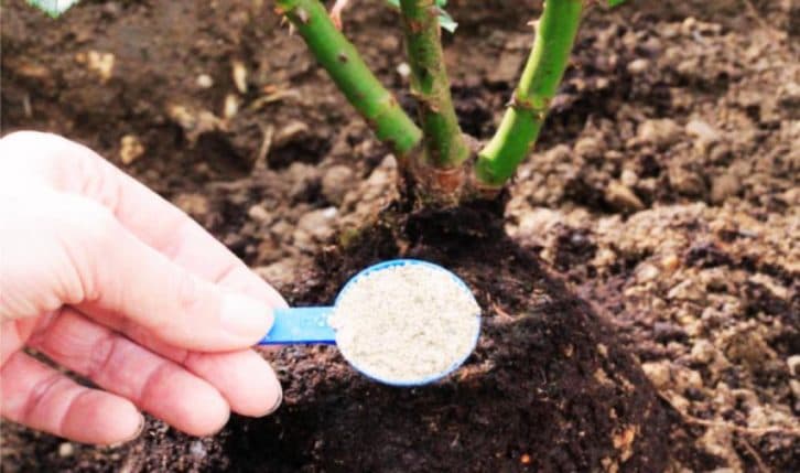 1-е підживлення троянд після зими. Розповідаю, які добрива краще сипати