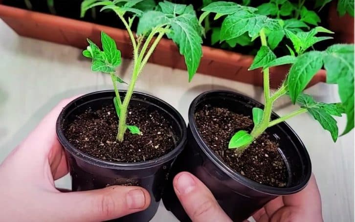 2 натуральні диво-підживлення: додайте 1 ложку в розсаду і вона буде кремезною, а земля родючою