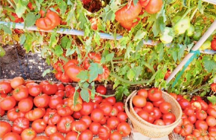 2 роки заздрила сусідці, коли вона збирала по 10 відер помідорів з пари кущів. Нарешті вона поділилася своїми секретами