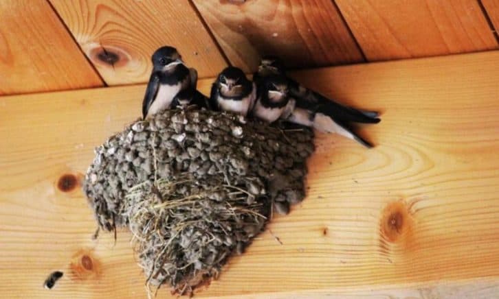 4 причини, через які ластівки будують гніздо на вашому будинку
