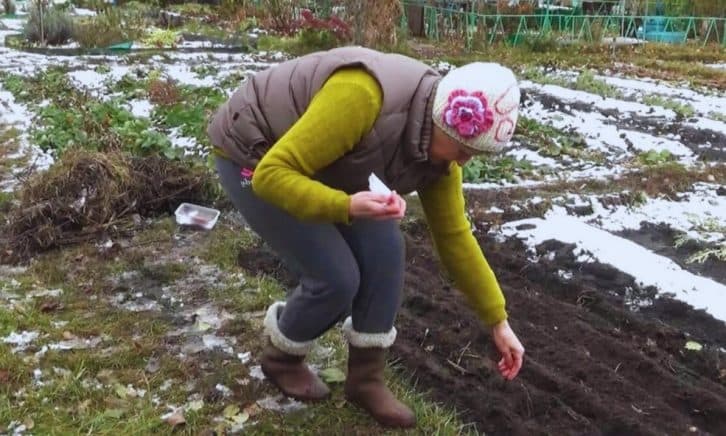 7 рослин, які можна посадити вже на початку березня.  Садівники беріть на замітку