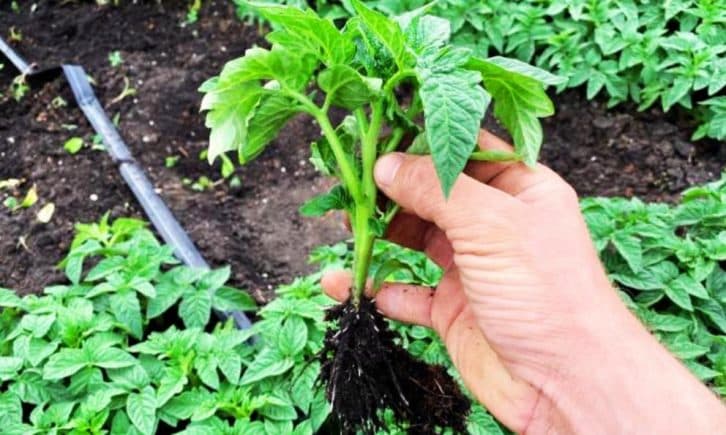 Бюджетне та ефективне підживлення: стебло розсади буде товсте, як мізинець