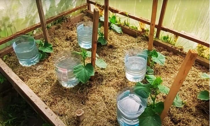 Бюджетний краплинний полив, який і гроші заощадить, і користь принесе