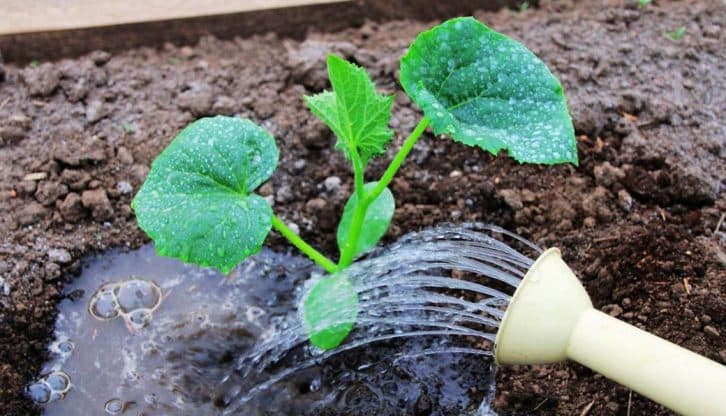 Чим потрібно полити розсаду огірків відразу після висадки, щоб вона не гальмувала у розвитку, а одразу пішла в зріст