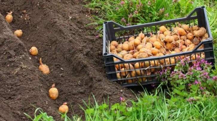 Додаю до ямки борошно при посадці картоплі. Бульби великі ростуть без капустянки і дротяника