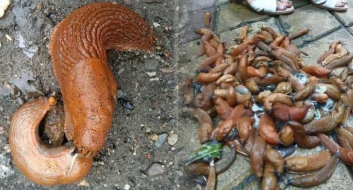 Як на ділянці позбутися слимаків назавжди: ділюся способом від досвідчених городників