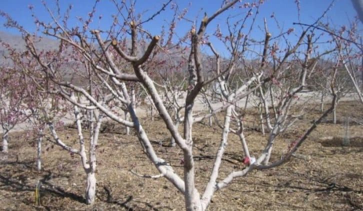 Як обрізати абрикоси після зими, щоб урожай був багатим